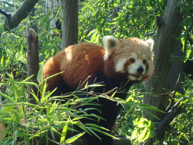 Red Panda