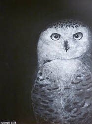 Snowy Owl