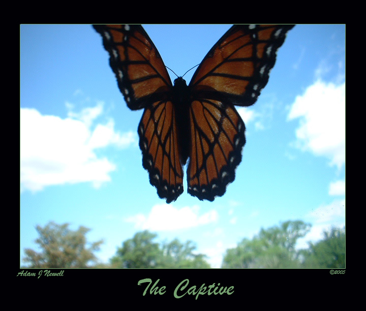 The Captive