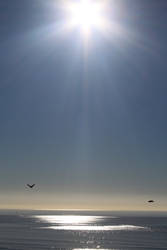 Rhossili- Birds in the Sun