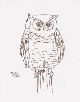 Owl