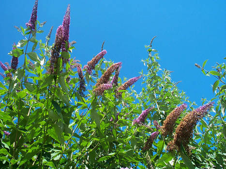 Vibrant Flowers