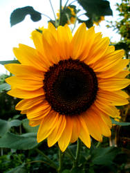 Sunflower.