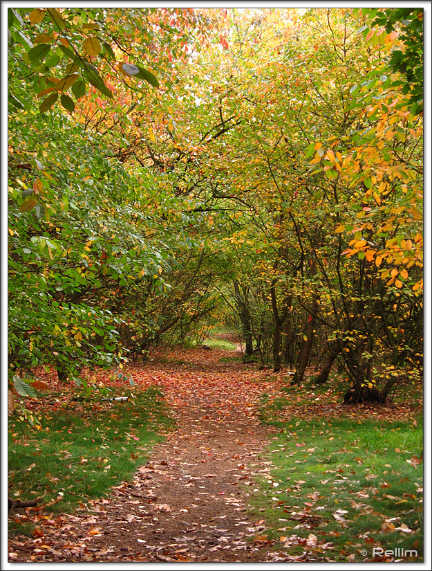 path through forest