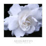 Gardenia Portrait - Allegretto