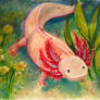 Axolotl (ambystoma)