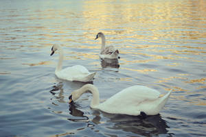 Swan trio