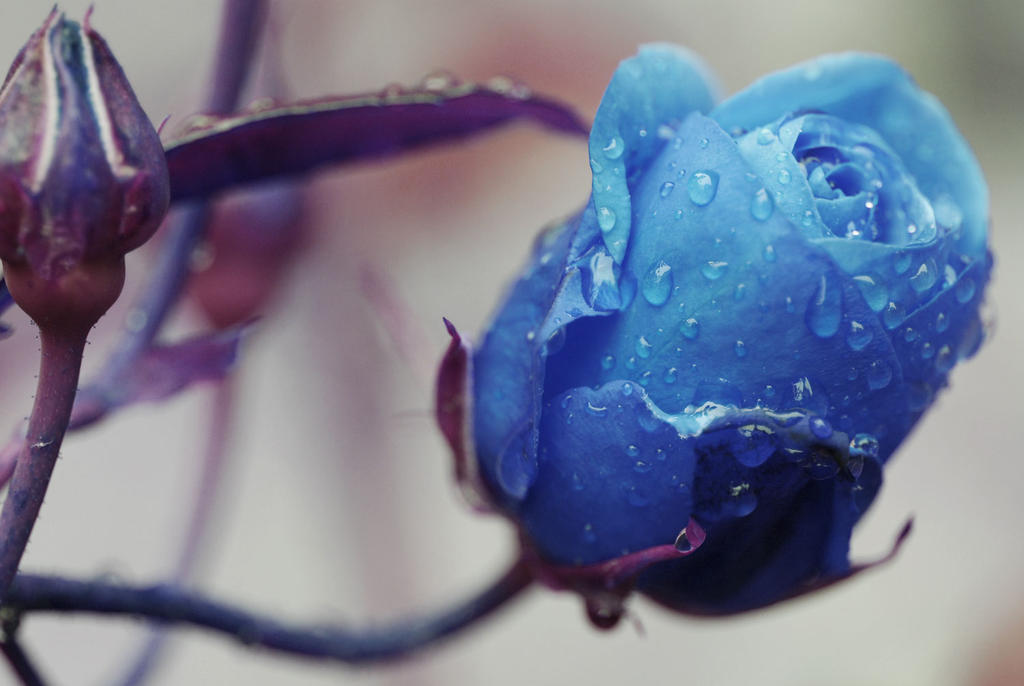 Blue Rose