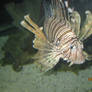 Lion fish