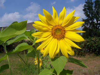 Sunflowers in a back yard.