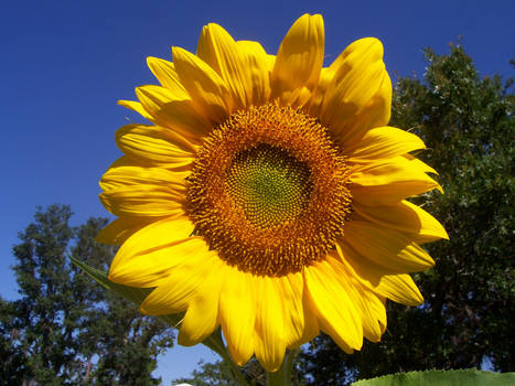 Big Sunflower in the Back yard
