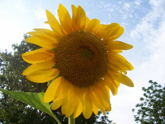 Pi circumference sunflower.