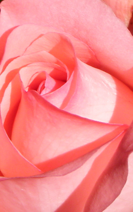 Pink Rose 6