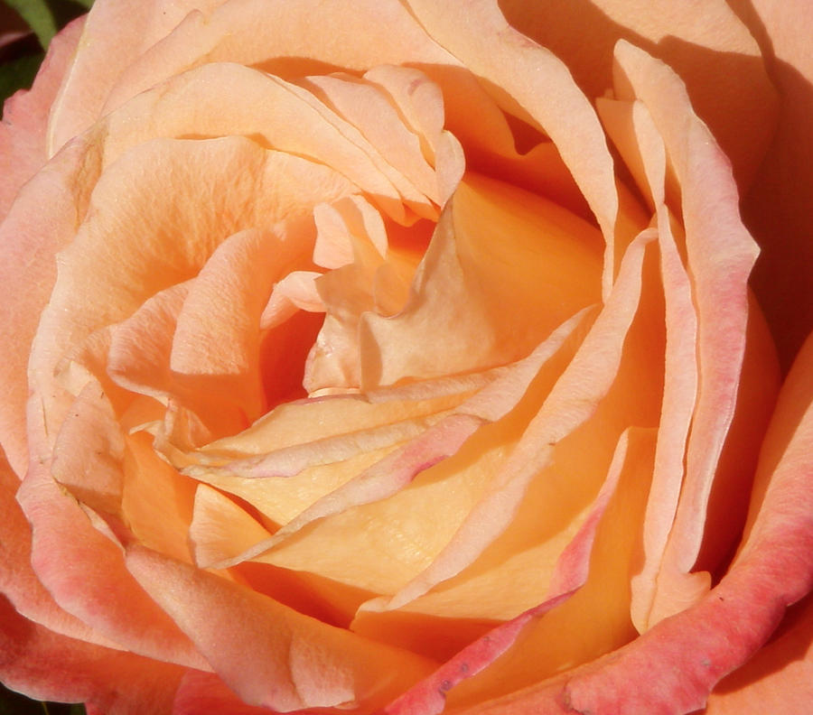 Pinkish Rose