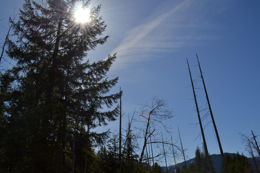 Sun Behind a Tree