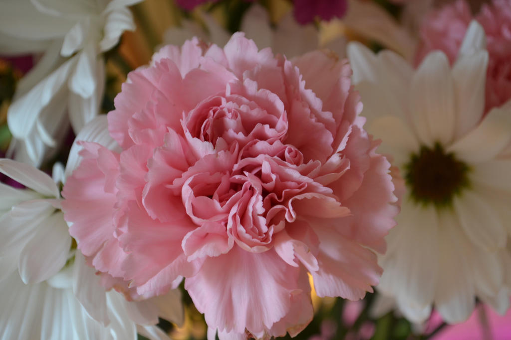 Pink Carnation