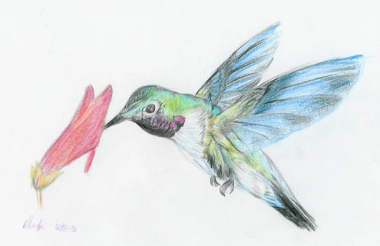 Hummingbird