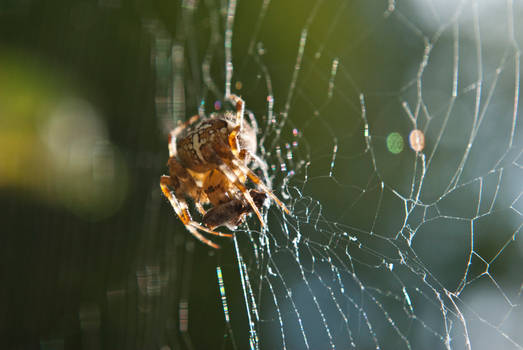 Macro Cross Spider