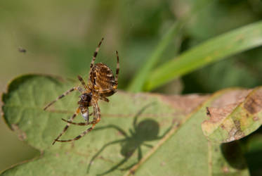 Macro Cross Spider II