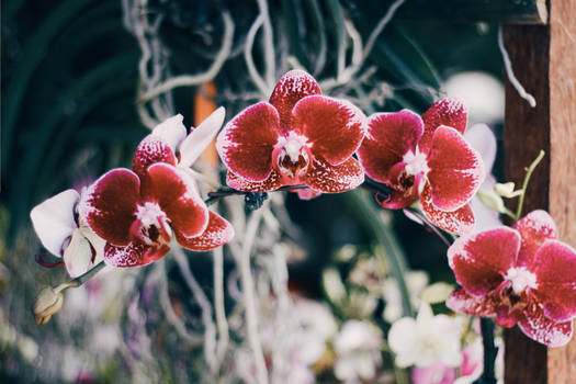 orchids