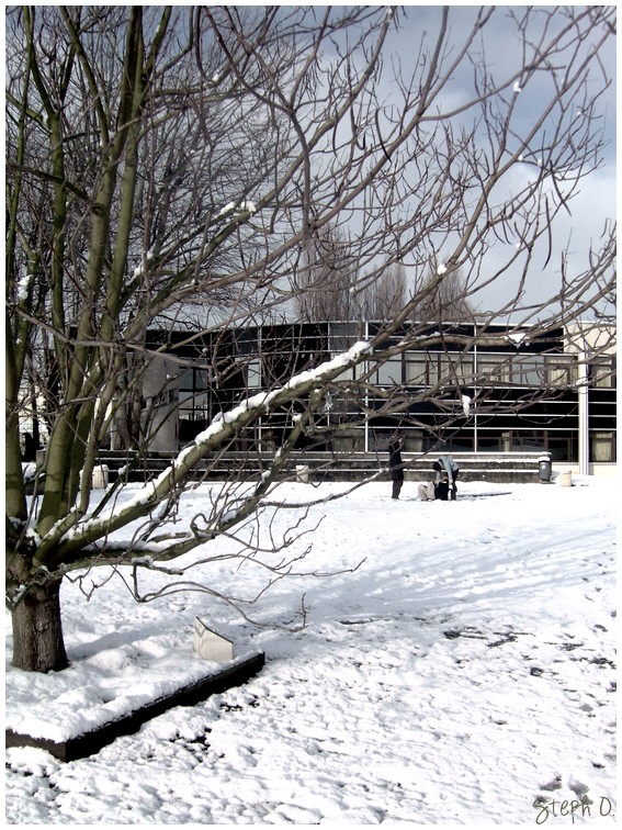 L'arbre de mon lycee