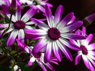 Senetti