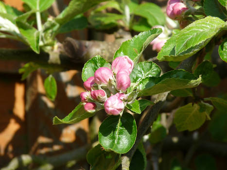 Apple blossom