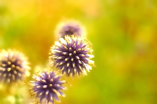 Globe Thistles