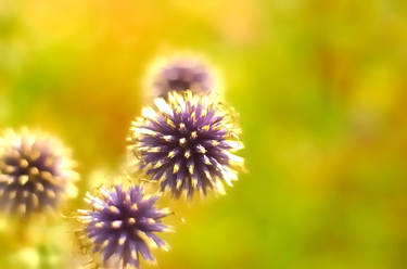 Globe Thistles