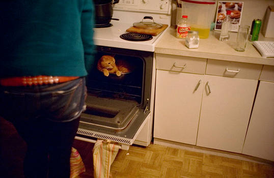 oven cat