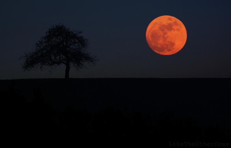 Почему сегодня луна оранжевая. Оранжевая Луна. Огромная оранжевая Луна. Оранжевая Луна пейзаж. Луна оранжевое небо темно.