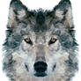 Wolf Polygon