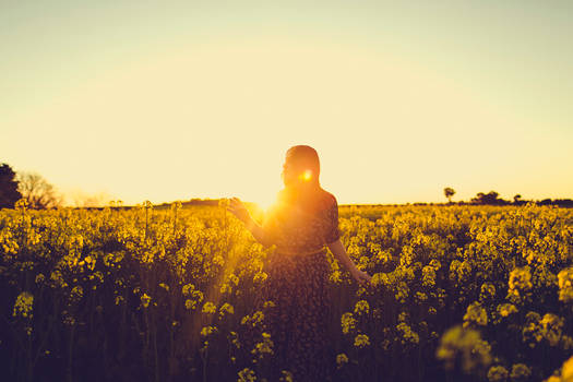 fields of yellow