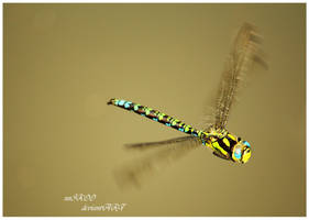 Dragonfly