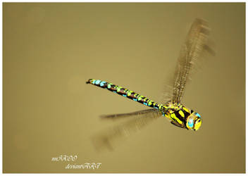 Dragonfly