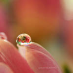 Magical Drop by nnIKOO