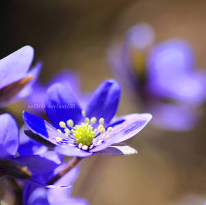 Blue Flowers