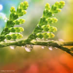 September Drops by nnIKOO