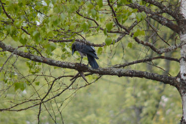 Crow's dinner