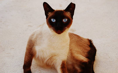 Siamese.