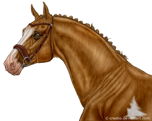 Chestnut horse