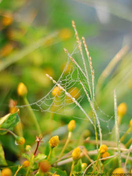 webbing in yellow