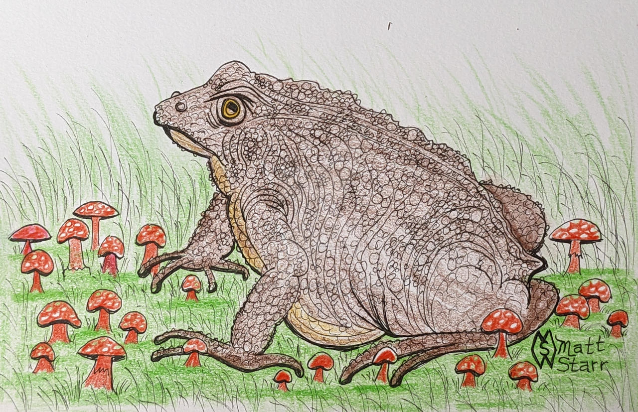 Toad in the toadstools by mattstarrfineart on DeviantArt