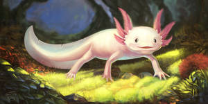 Axolotl