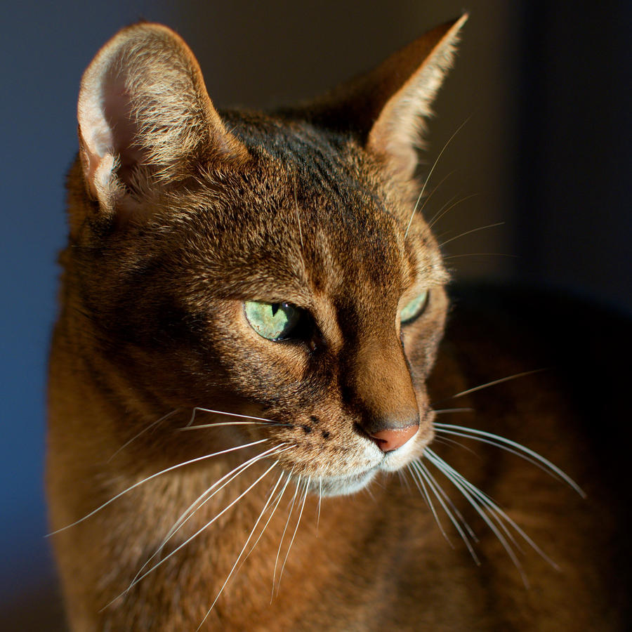 Simba, Portrait 2 by FurLined on DeviantArt