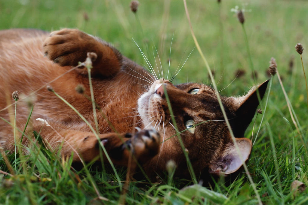 Roll In The Grass