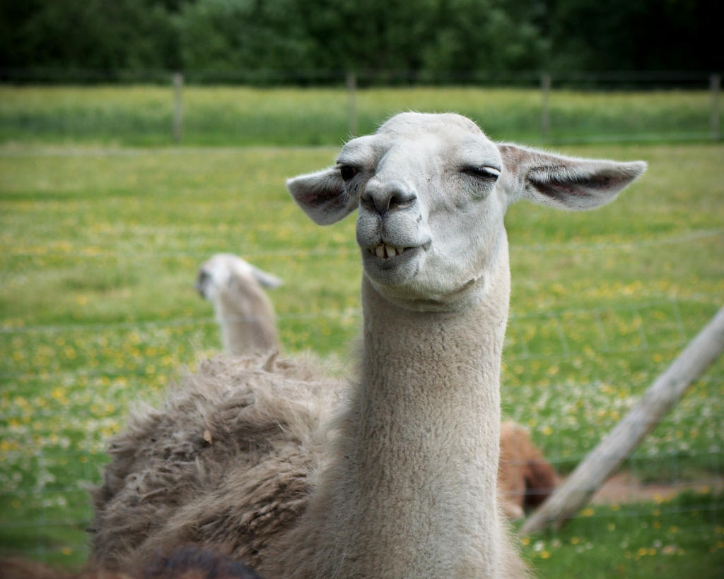 The Slack-jawed Llama