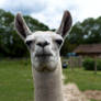 Llama Face, Square On