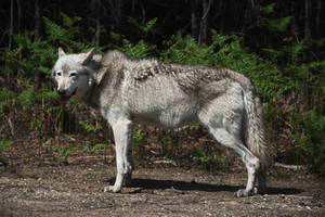 Wolf, side view