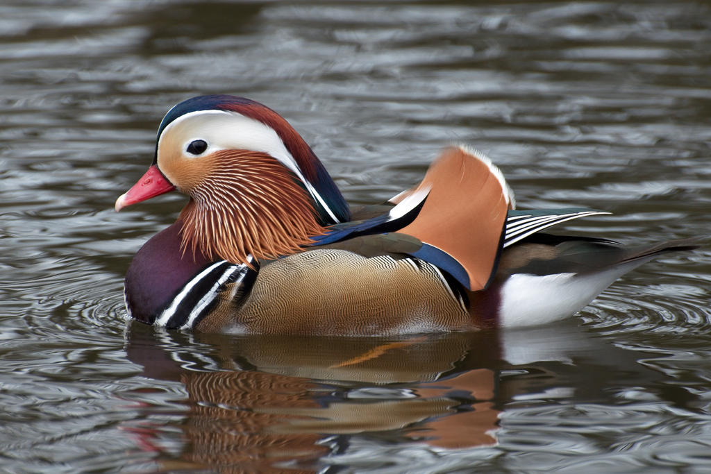 Mandarin Duck, male, profile by FurLined